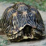 turtle-черепаха