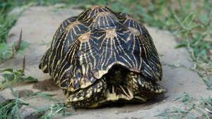 turtle-черепаха