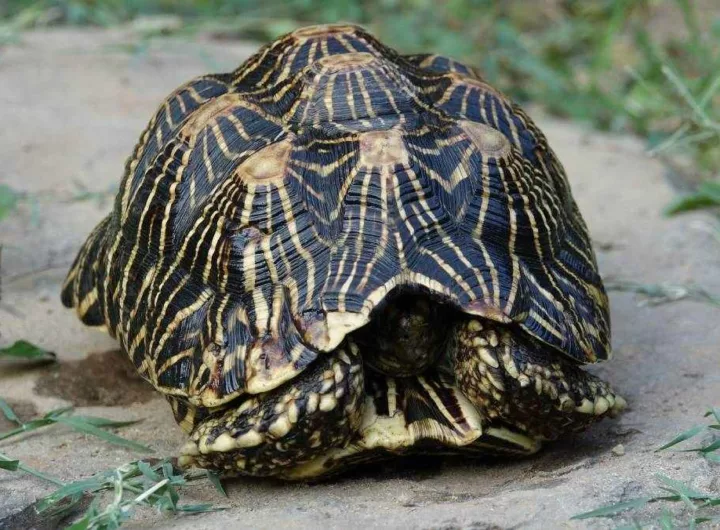 turtle-черепаха